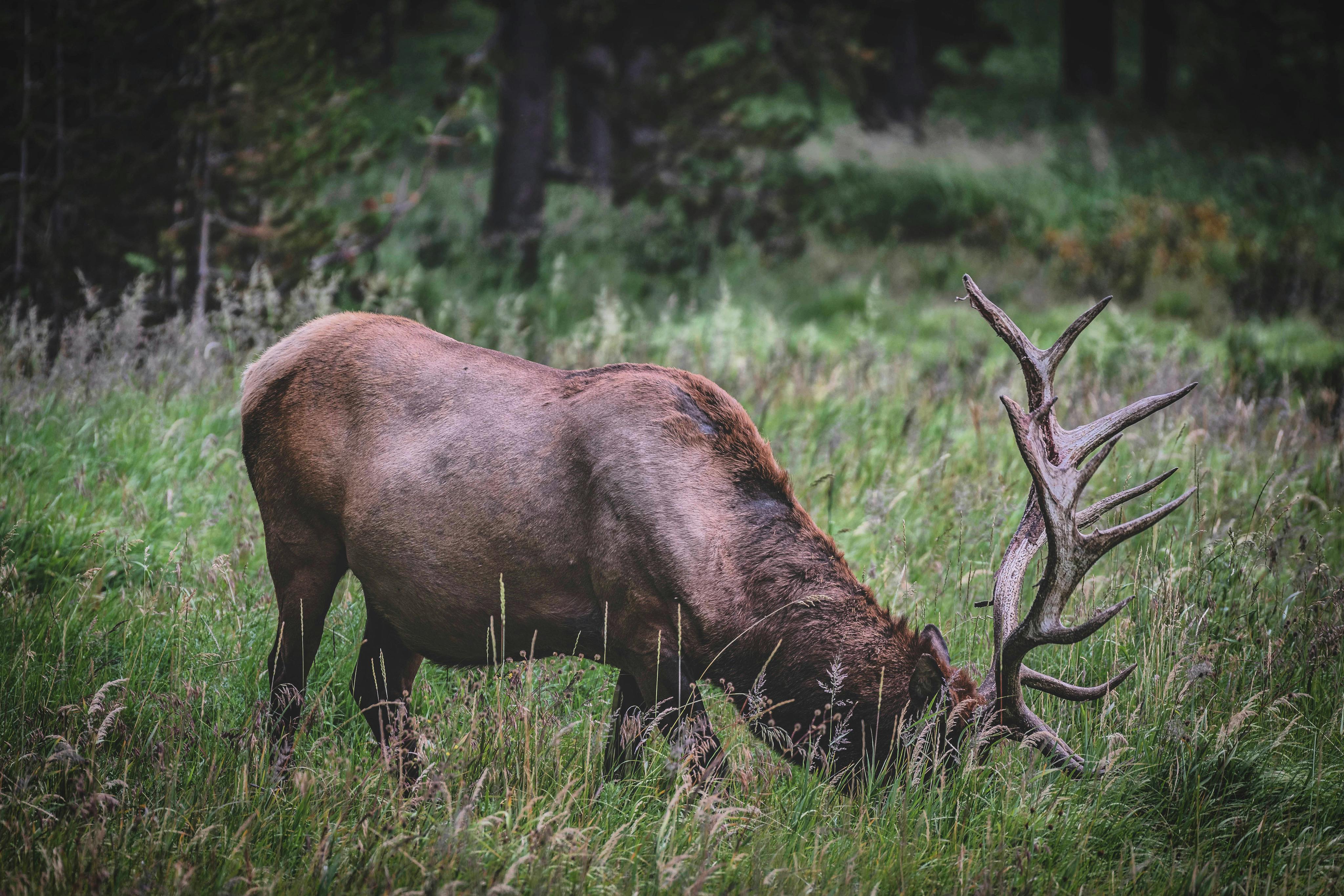 Close-Up Shot of a Roosevelt Elk on the Grass