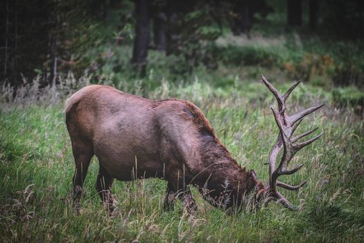 A solitary Roosevelt elk feeding in a lush, grassy meadow, showcasing its impressive antlers.