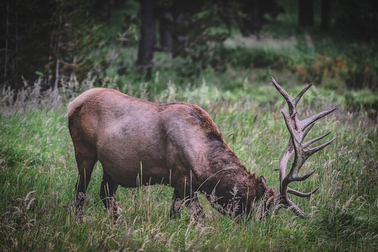 Close-Up Shot Of A Roosevelt Elk On The Grass
