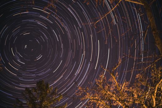 Vibrant star trails creating circular patterns above trees on a clear night sky.