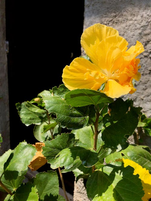 Безкоштовне стокове фото на тему «Гібіскус, гібіскуси, жовта квітка»