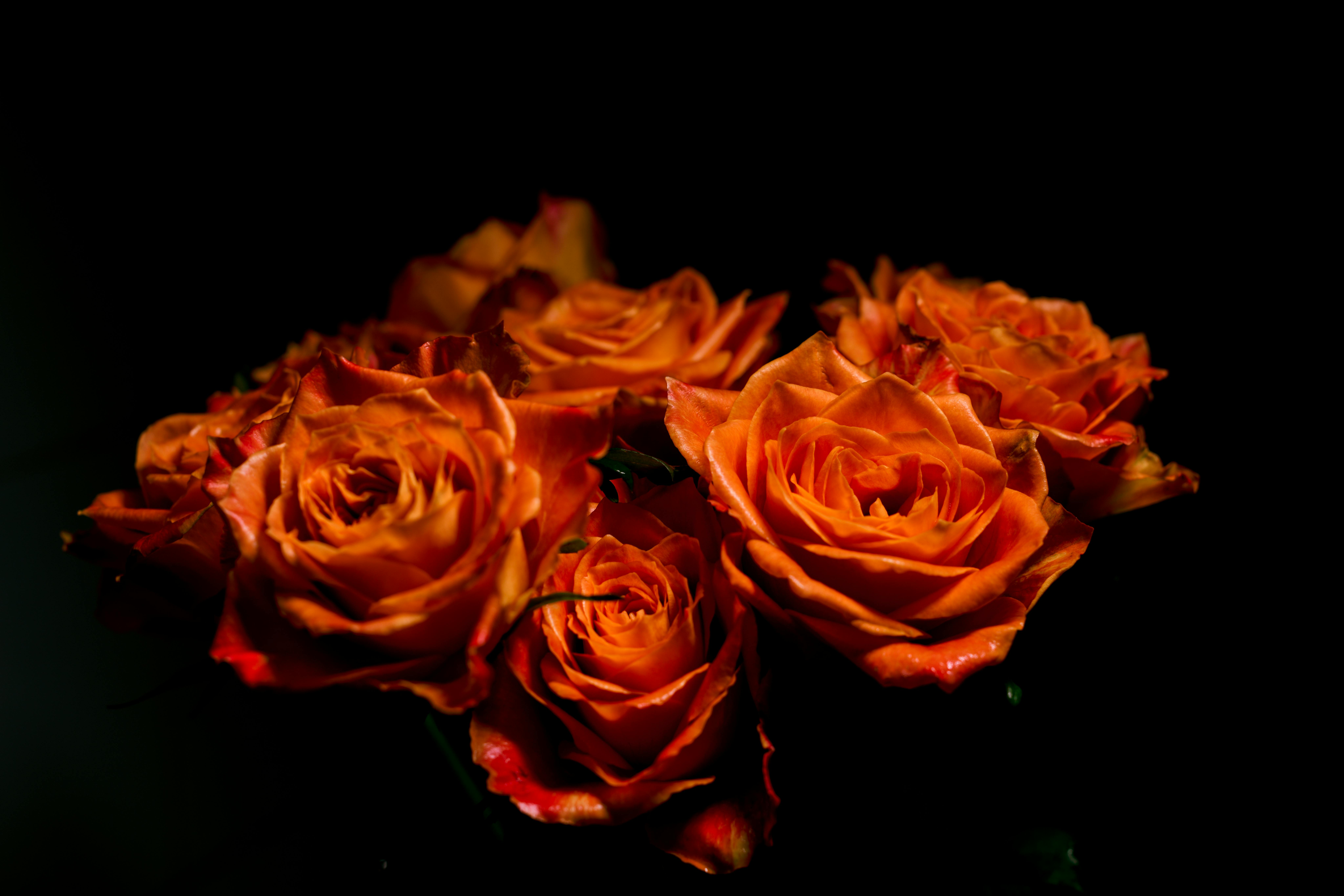 Với hình ảnh hoa hồng cam nở rộ, bạn sẽ bị lôi cuốn vào cảm giác lộng lẫy và đầy quyến rũ. Với màu cam chói lọi, đây là một sắc hoa khiến bạn không thể bỏ qua và đem lại niềm vui trong cuộc sống.