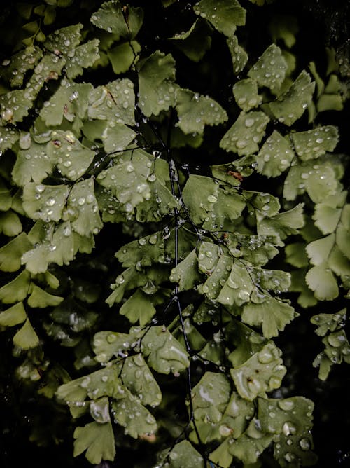 Close-Up Shot of Water Droplets on Green Leaves