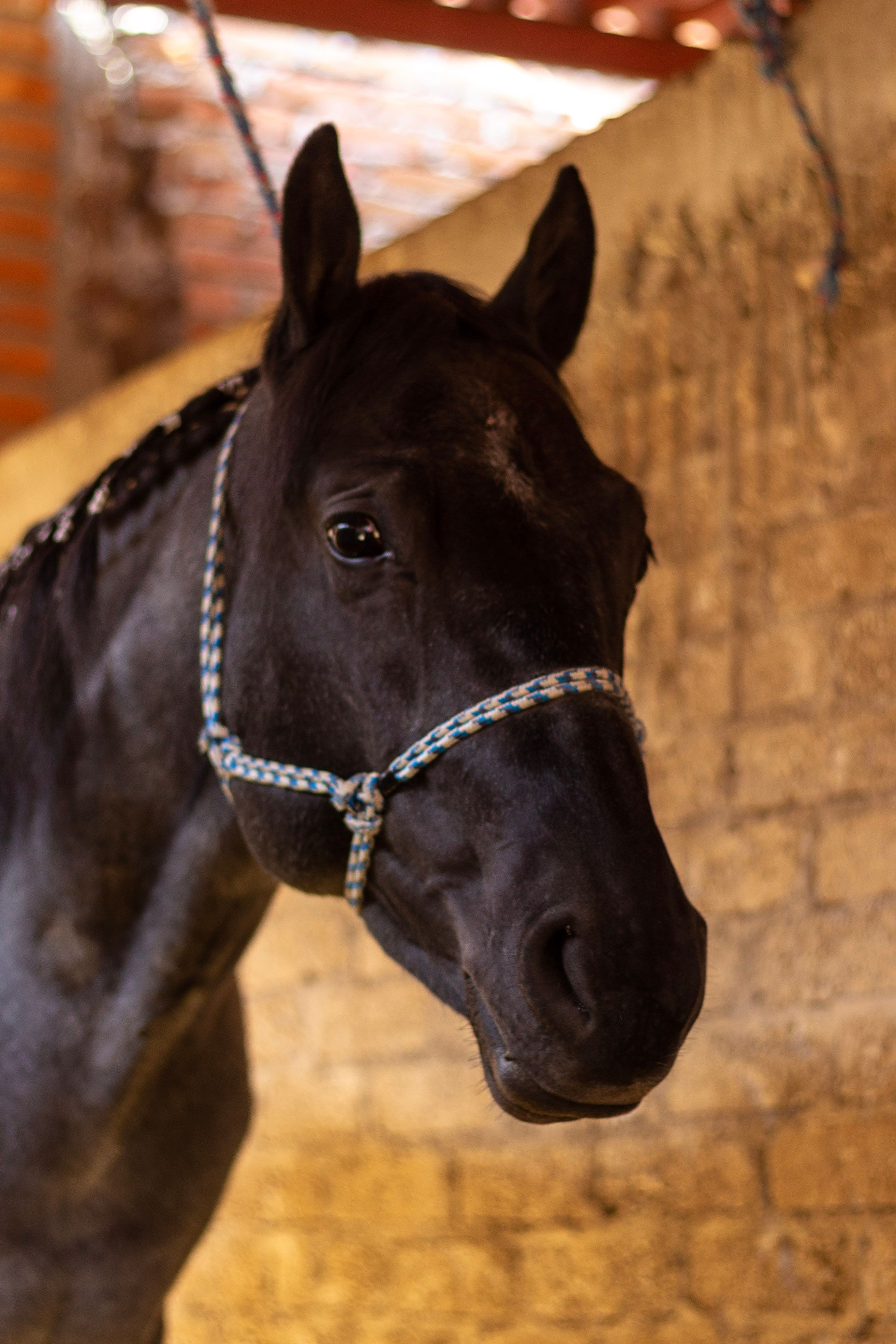 Close-up of a black horse with rope halter, showcasing its elegance indoors.