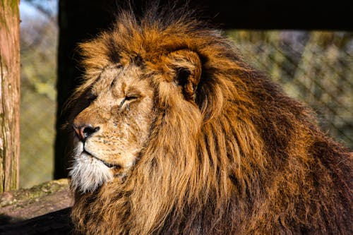 Free Lion Sitting Under The Sun Stock Photo