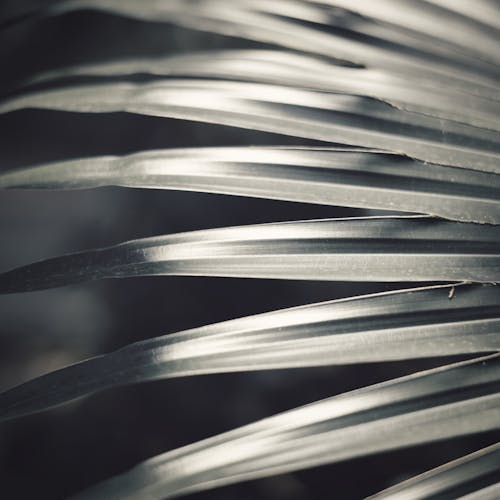 Grayscale Photo of Plant Leaves