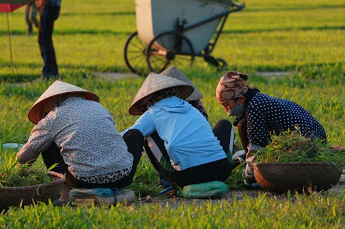 Kostnadsfria Kostnadsfri bild av åkermark, arbetssätt, asiatiska kvinnor Stock foto