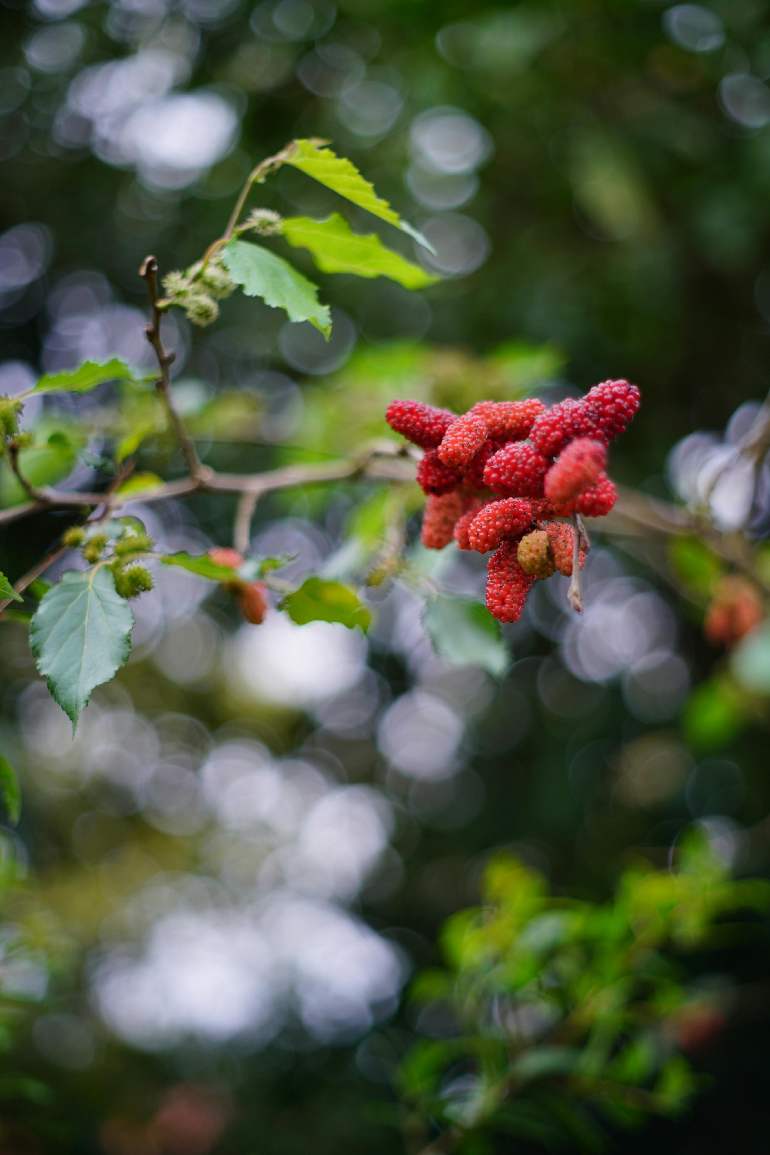What fruits are toxic?