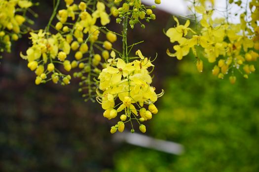 Close-Up Shot of Blooming Yellow Flowers