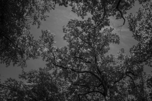 Grayscale Photo of Trees 