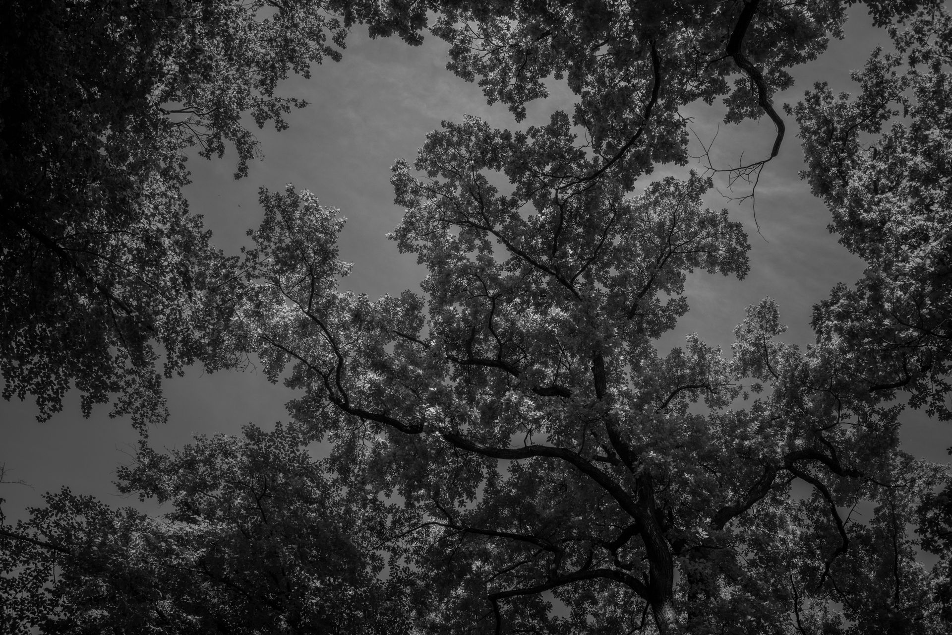 Artistic black and white view of tree canopy with intricate branches and leaves.