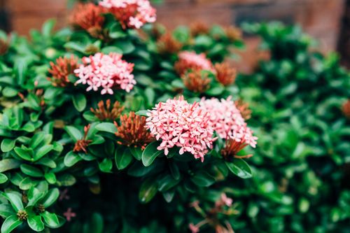 Free Vibrant pink Ixora flowers in full bloom, showcasing lush green foliage in a garden setting. Stock Photo