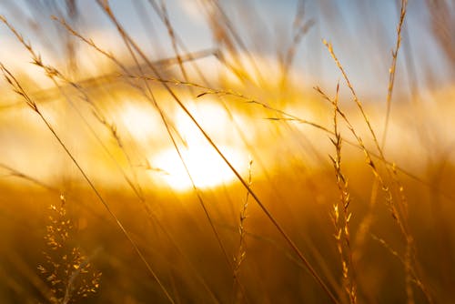 Free Brown Grass during Golden Hour Stock Photo
