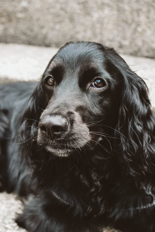 動物, 動物攝影, 可愛 的 免费素材图片