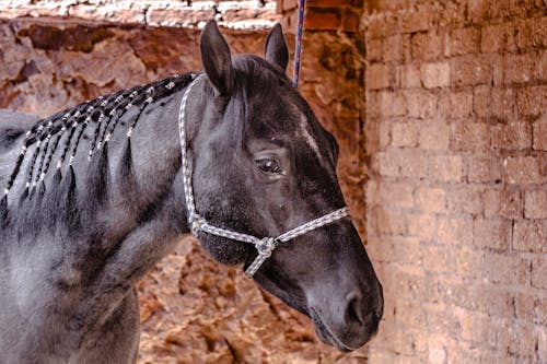 Foto profissional grátis de animal, cavalo preto, equino