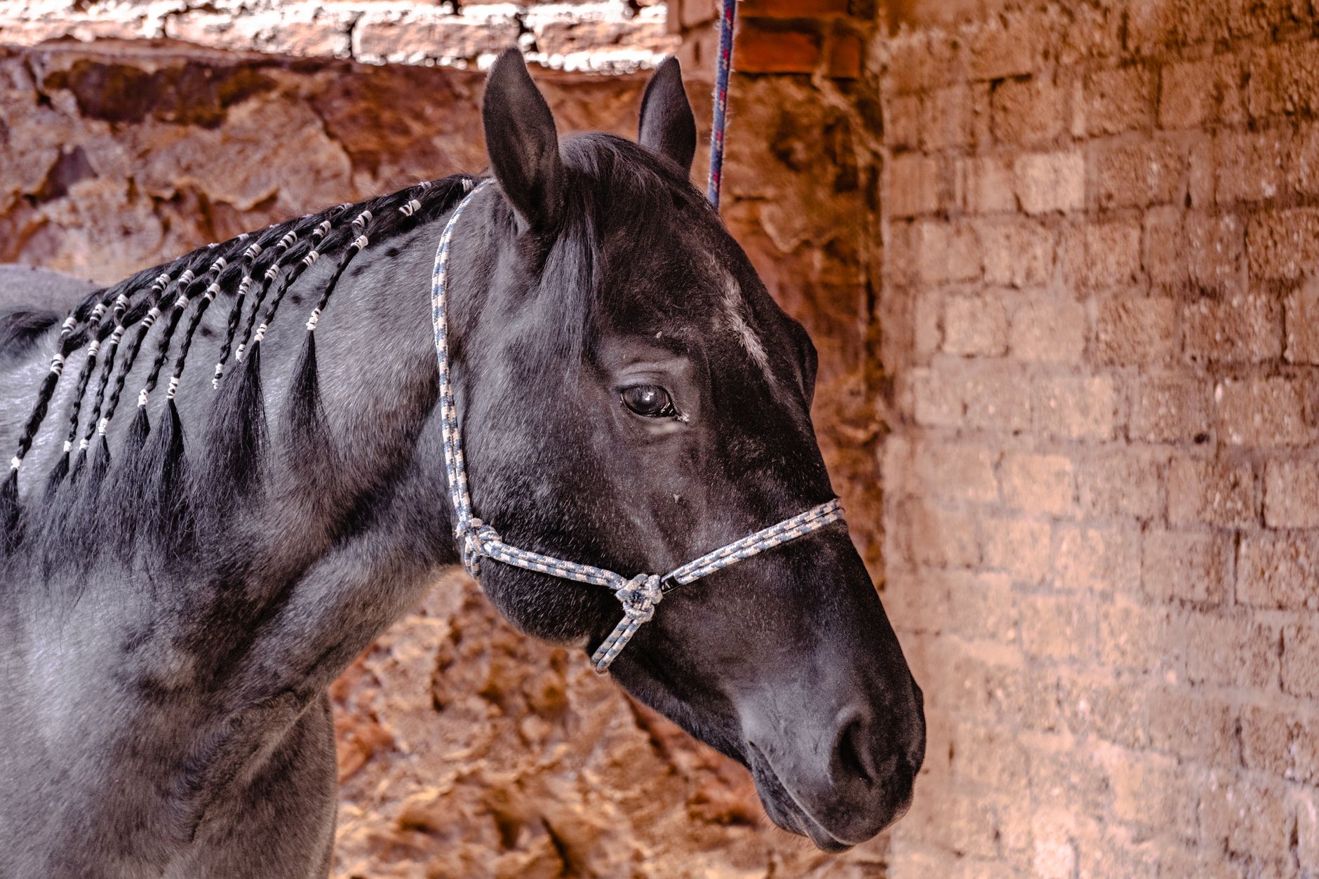 Portrait of a horse at a veterinary clinic