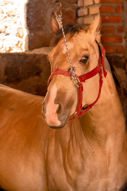 Gratis stockfoto met bruin paard, detailopname, dierenfotografie
