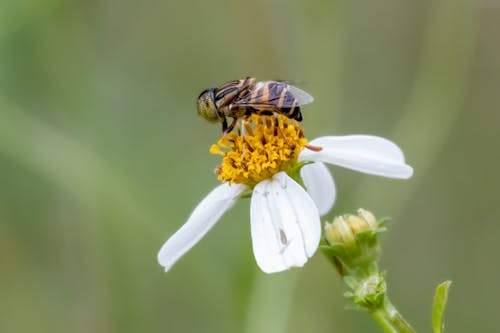 Honeybee Perched on White Flower in Close-Up Photography