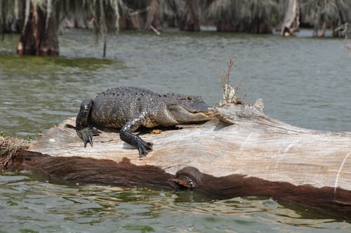 Gratis stockfoto met alligator, beest, dieren in het wild