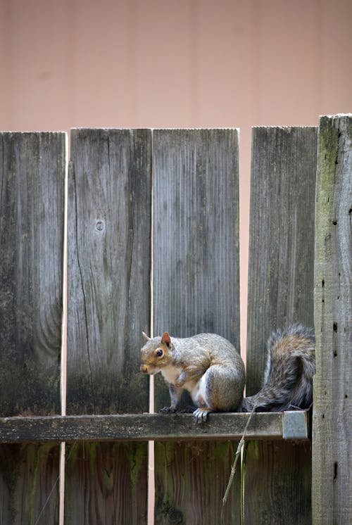 Squirrel on Wooden Fence