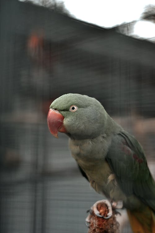 Close-Up Photo of a Parrot Perched on Wood