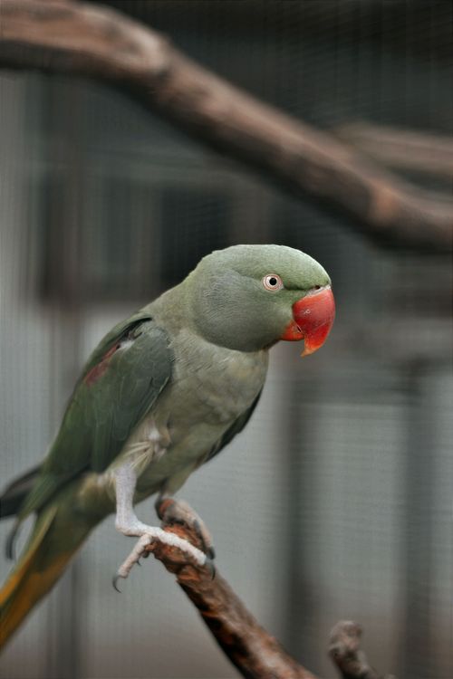 Free Close-up of a parakeet perching on a branch with selective focus highlighting its colorful feathers in Hungary. Stock Photo
