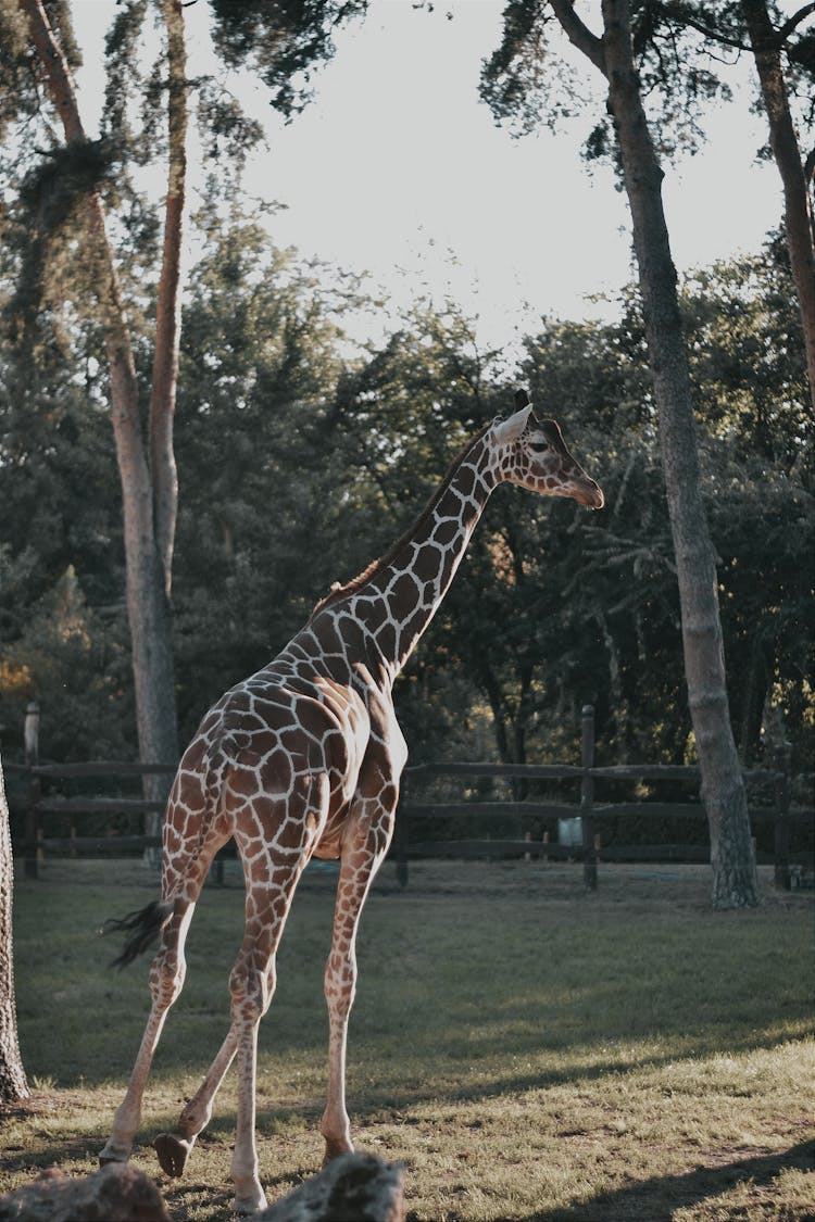 Giraffe In Zoo