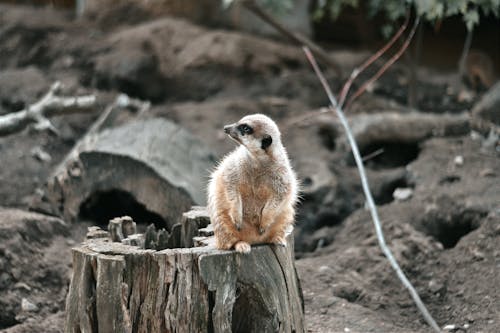 Free Meerkat  on a Tree Stump Stock Photo