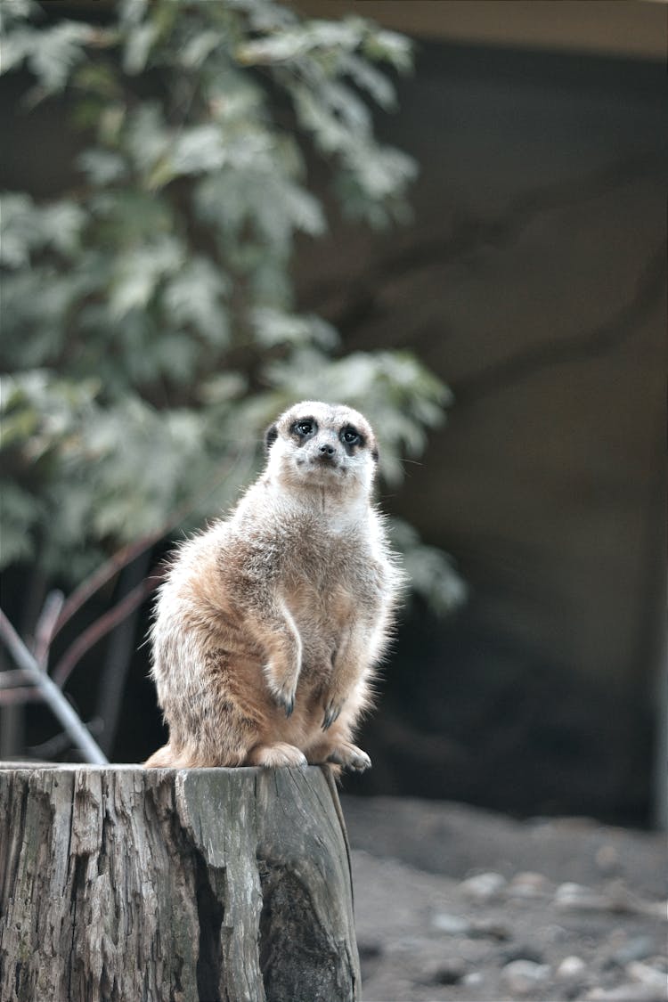 Meerkat Animal Sitting On Wood Post