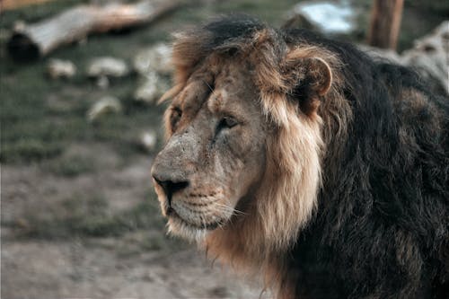 Close-Up Shot of a Lion 