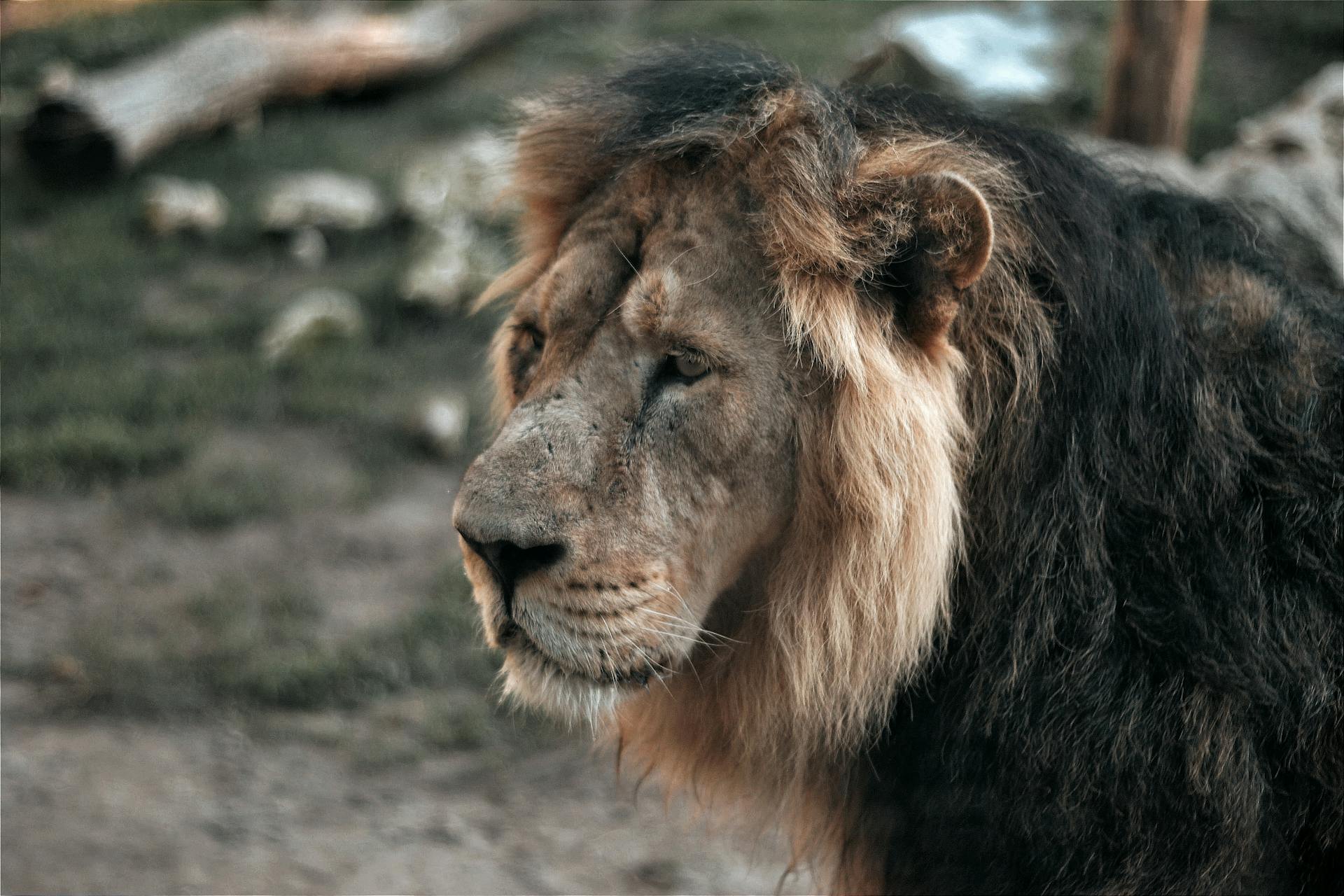 Close-up portrait of a lion in Hungary showcasing its majestic mane and serene expression.