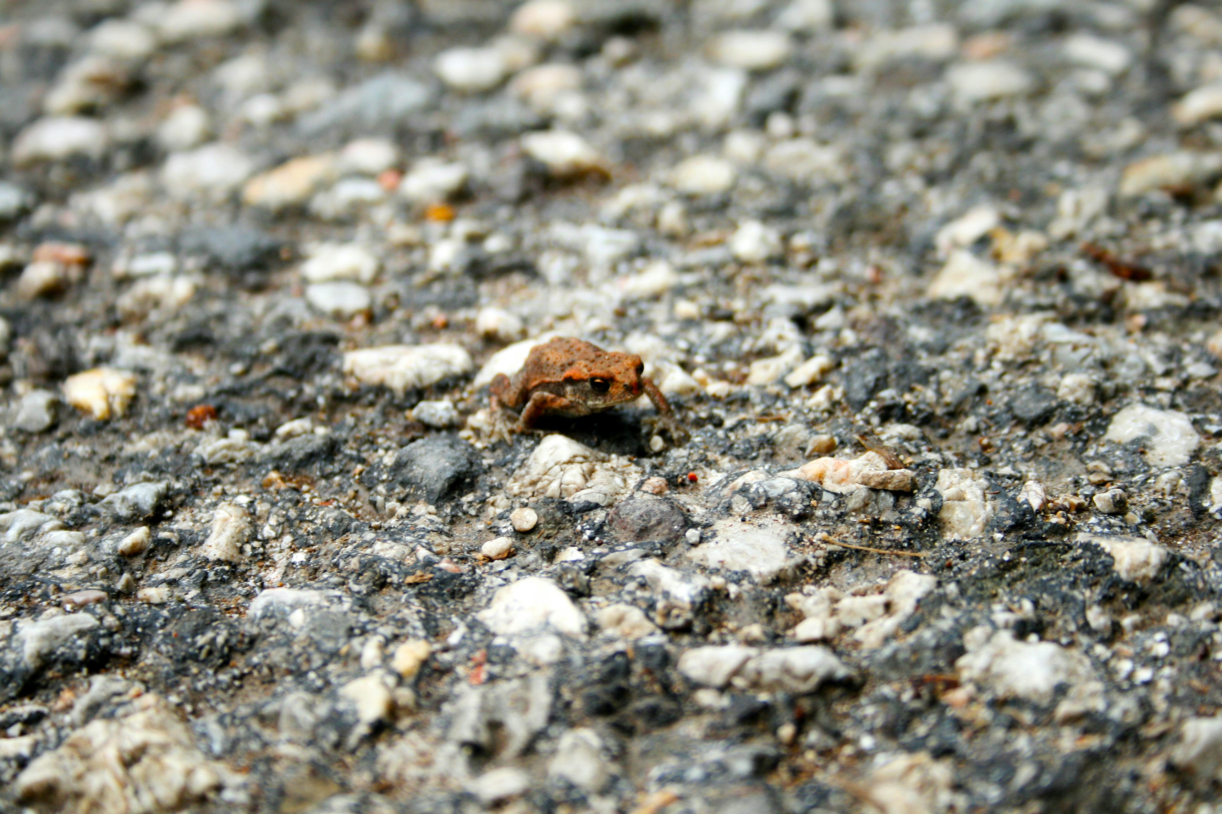 Free stock photo of frog, rocks