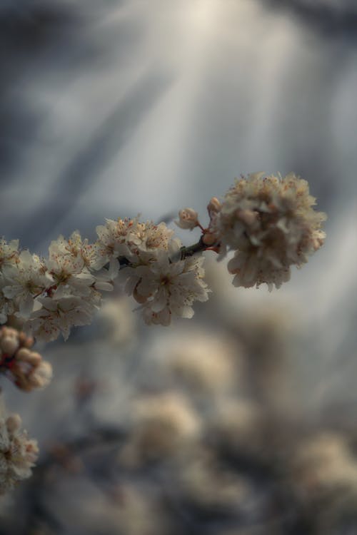 Free stock photo of cherry blossom, flowering tree, macro photography