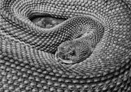 Snake in Close Up Shot