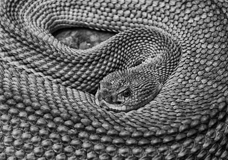 Snake In Close Up Shot