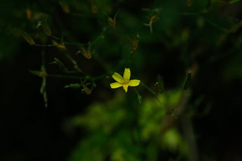 бесплатная Выборочный фокус фотография желтого цветка Стоковое фото