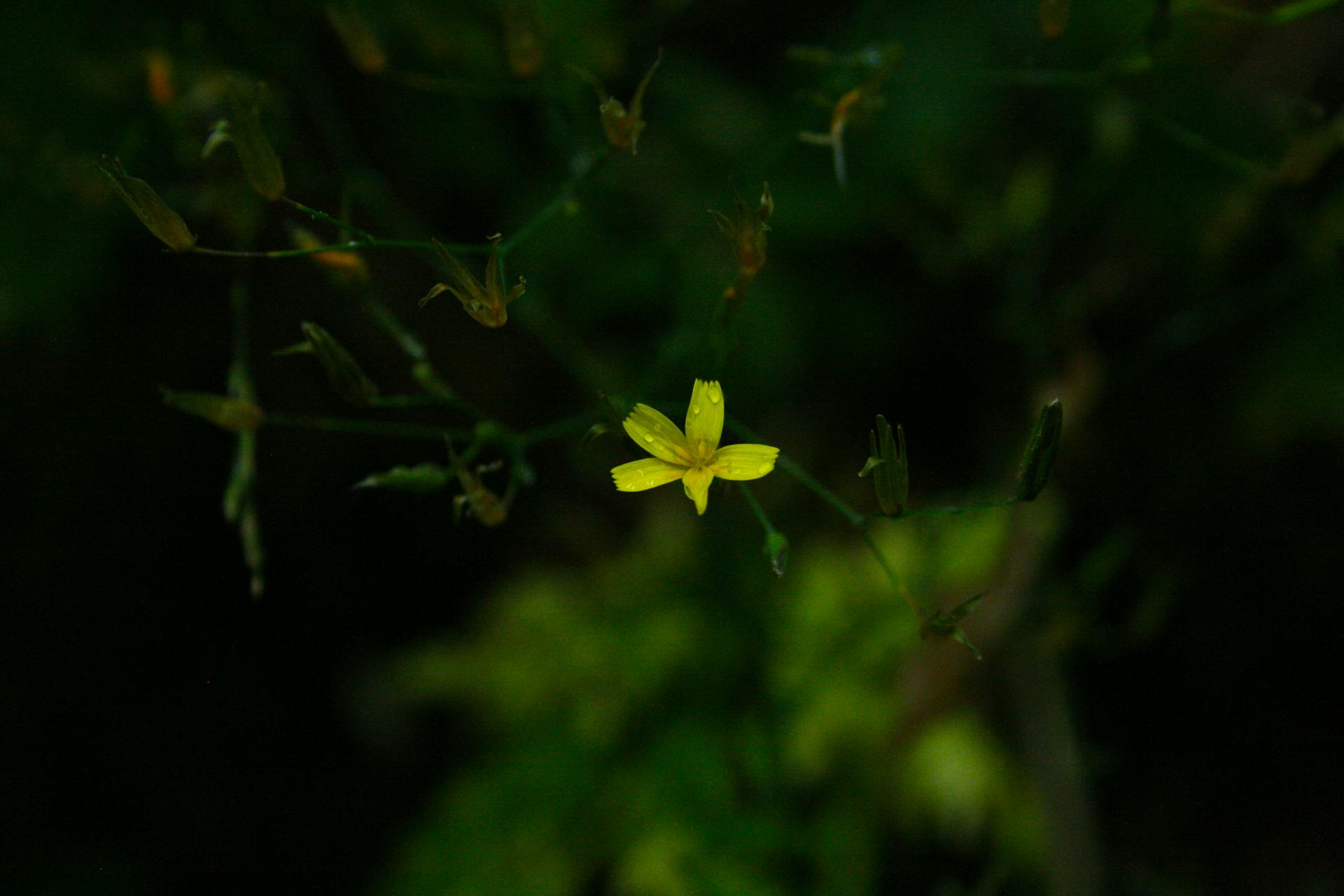 Detailed shot of a single yellow flower against dark foliage in Muráň, Slovakia.