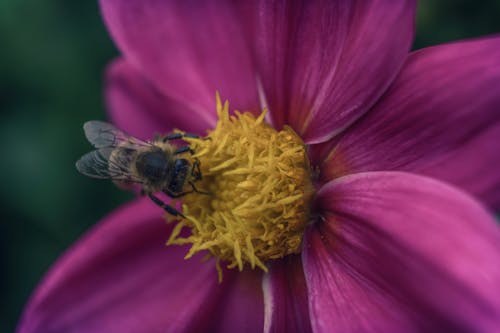 Foto profissional grátis de abelha, florescimento, fotografia da natureza