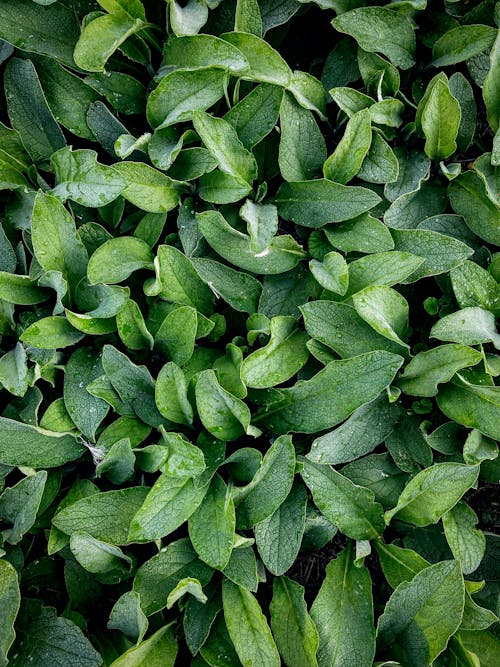 Lush Green Leaves