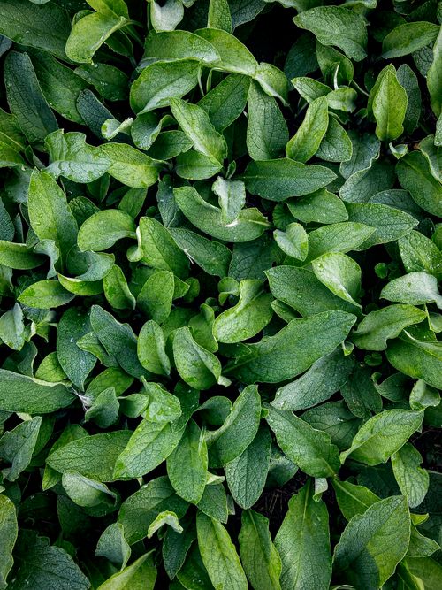 Free Close-up of lush green leaves showcasing fresh and vibrant foliage, ideal for botanical themes. Stock Photo