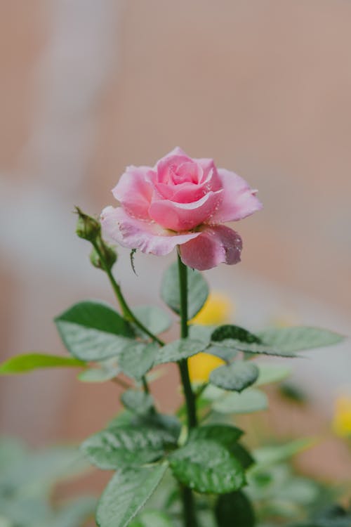 Pink Rose in Bloom