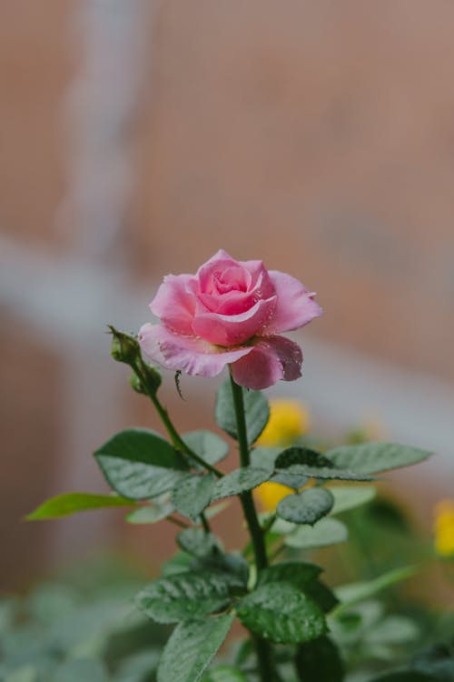Pink Rose in Bloom