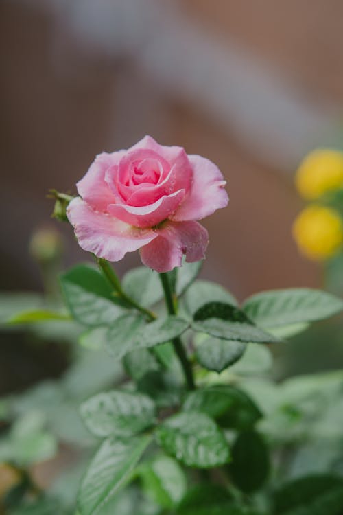 Close Up Photo of a Rose