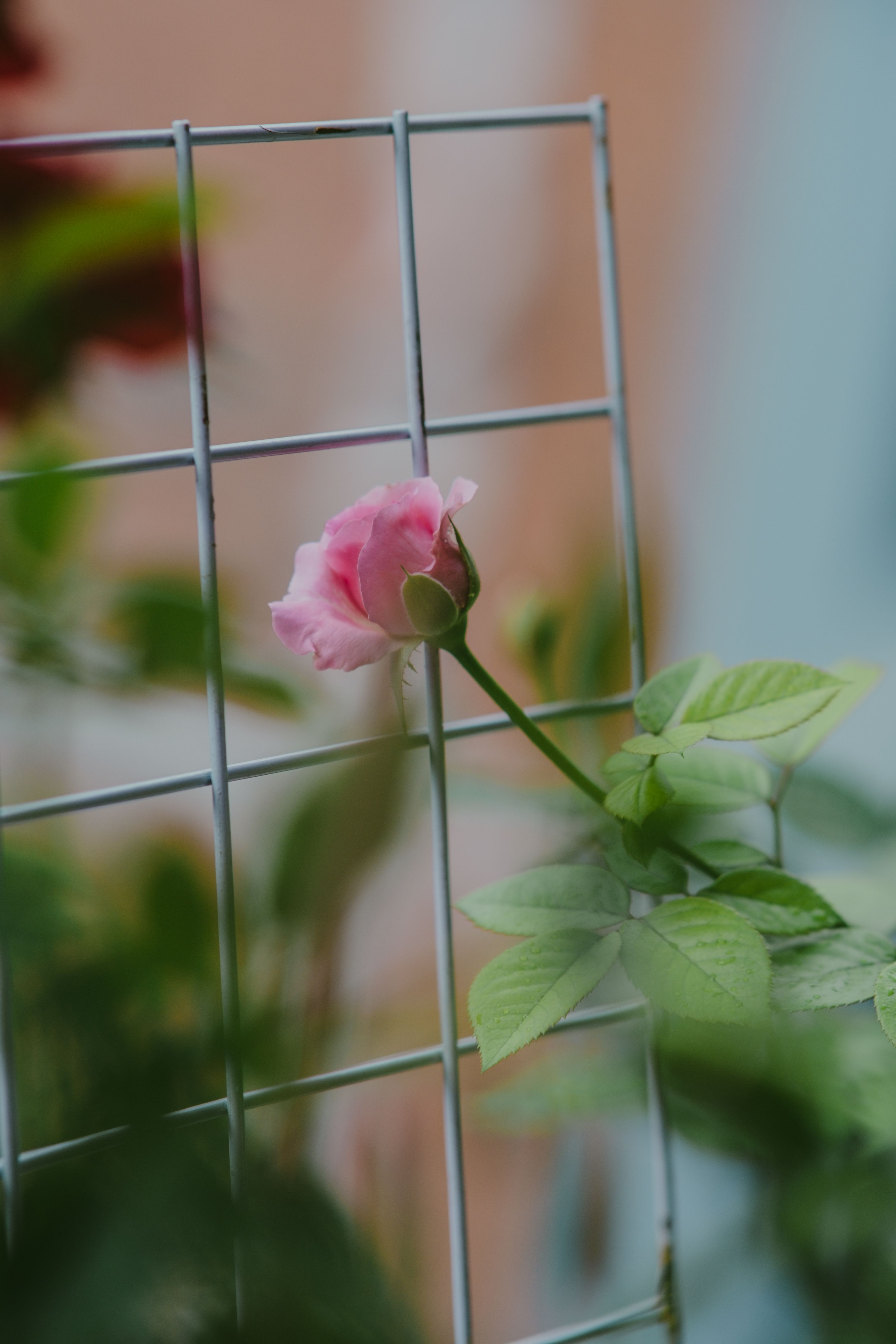 Pink Rose Blooming · Free Stock Photo