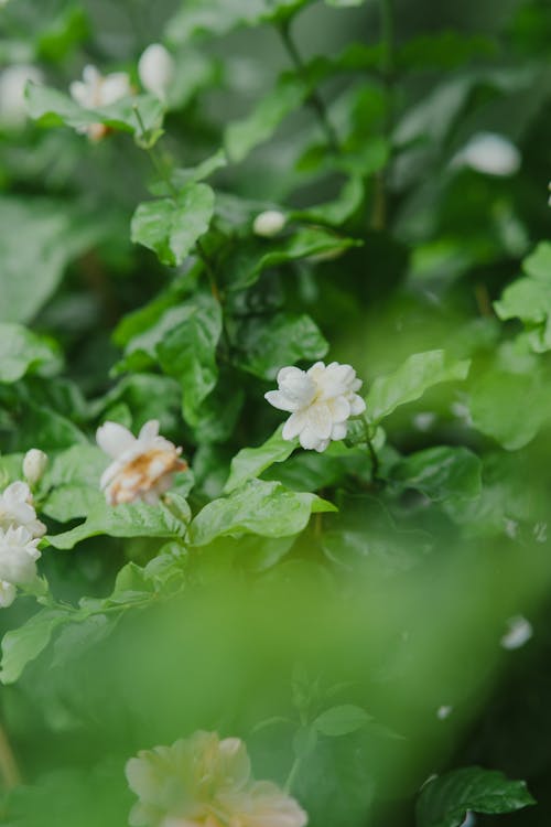 꽃, 나뭇잎, 셀렉티브 포커스의 무료 스톡 사진