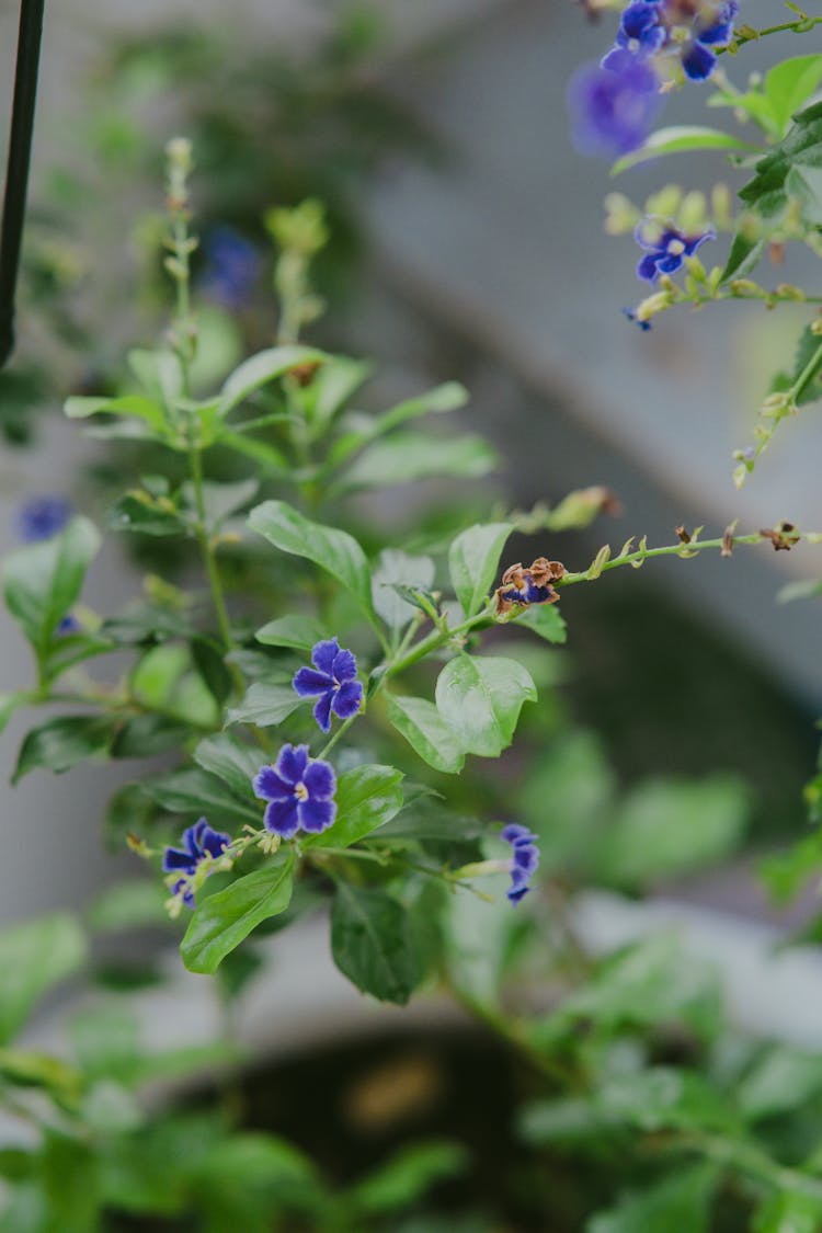 Duranta Plant In Tilt Shift Lens