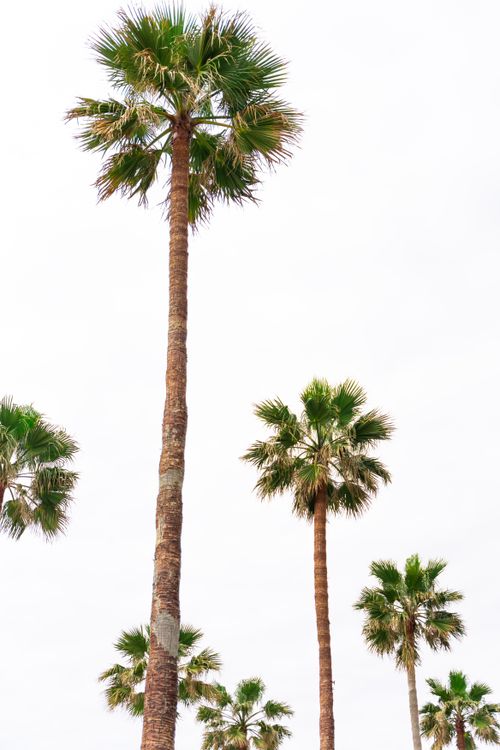 Free A vertical shot of palm trees reaching into a cloudy sky, showcasing nature's elegance. Stock Photo