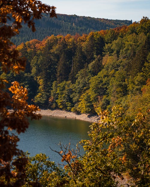 가을 색, 경치가 좋은, 나무의 무료 스톡 사진