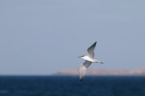 Free White Bird Flying over the Sea Stock Photo