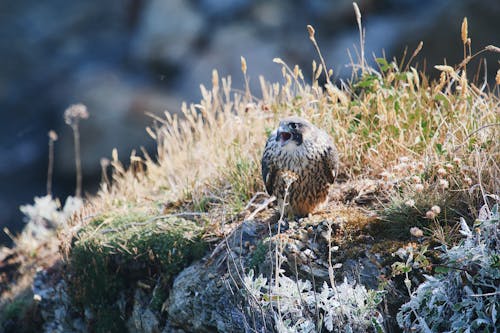 Bird Perched Beside Brown Grass